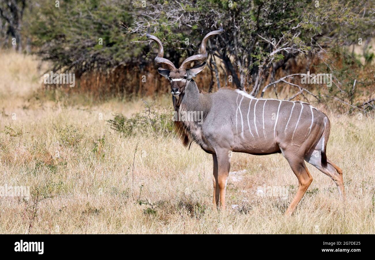 Greater Kudu in Namibia, Etosha NP, Tragelaphus strepsiceros Stock Photo