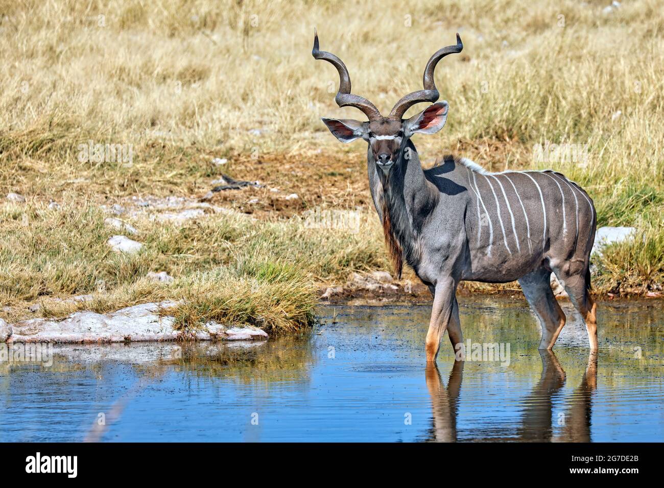 Greater Kudu in Namibia, Etosha NP, Tragelaphus strepsiceros Stock Photo
