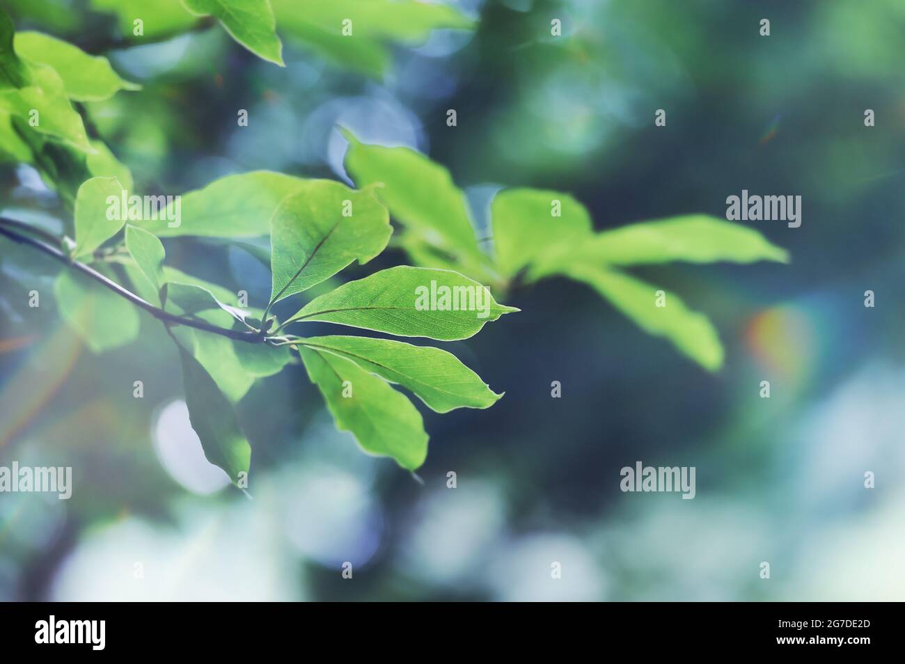 Green leaves in soft focus hi-res stock photography and images - Alamy