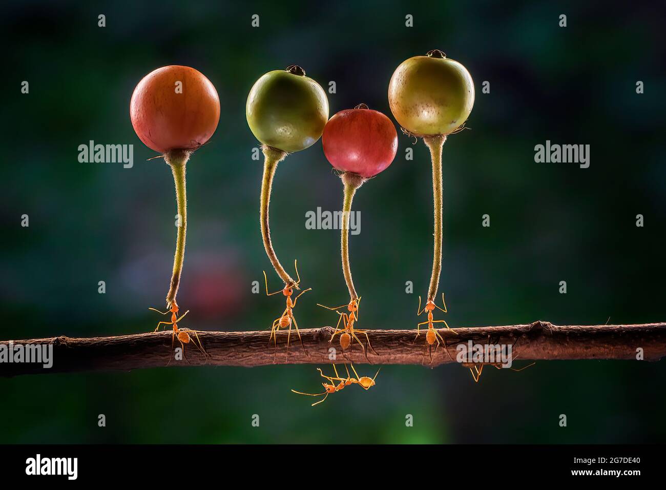The five ants joined together in unison as they held up their own pieces of fruit. BEKSAI, INDONESIA:  THESE super ants have been captured hauling fru Stock Photo