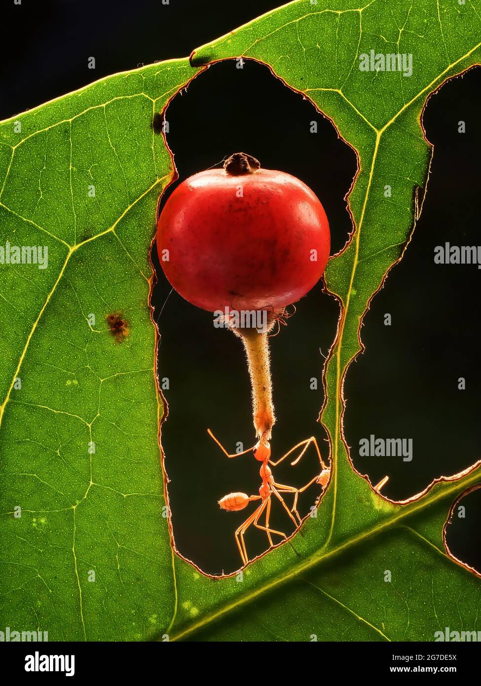 Weaver ants are capable of holding three times their own body weight. BEKSAI, INDONESIA:  THESE super ants have been captured hauling fruit THREE TIME Stock Photo