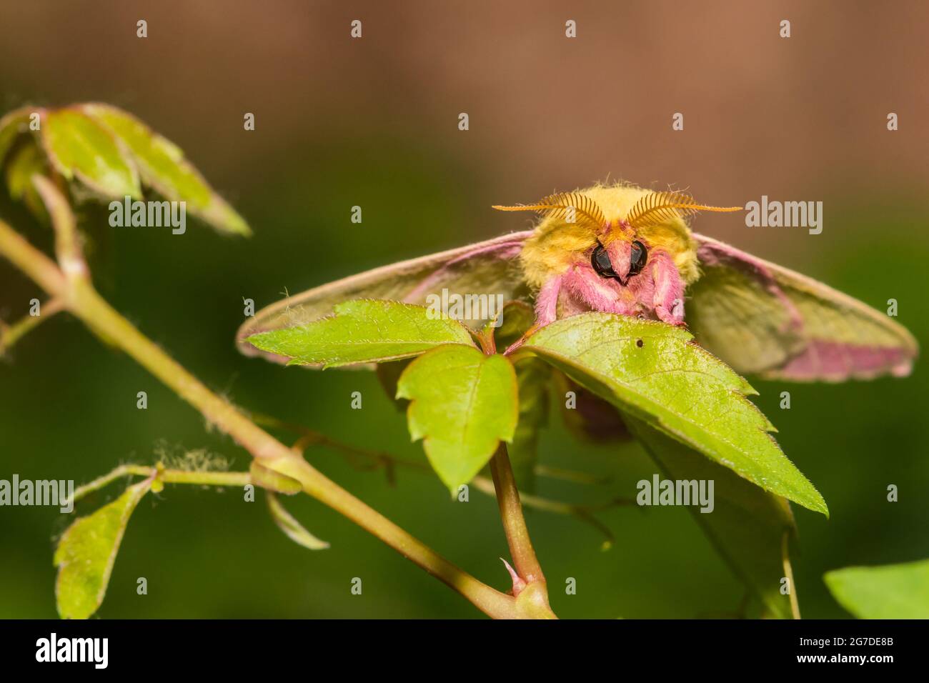 Rosy Maple Moth (Dryocampa rubicunda) portrait R9936 Marti…