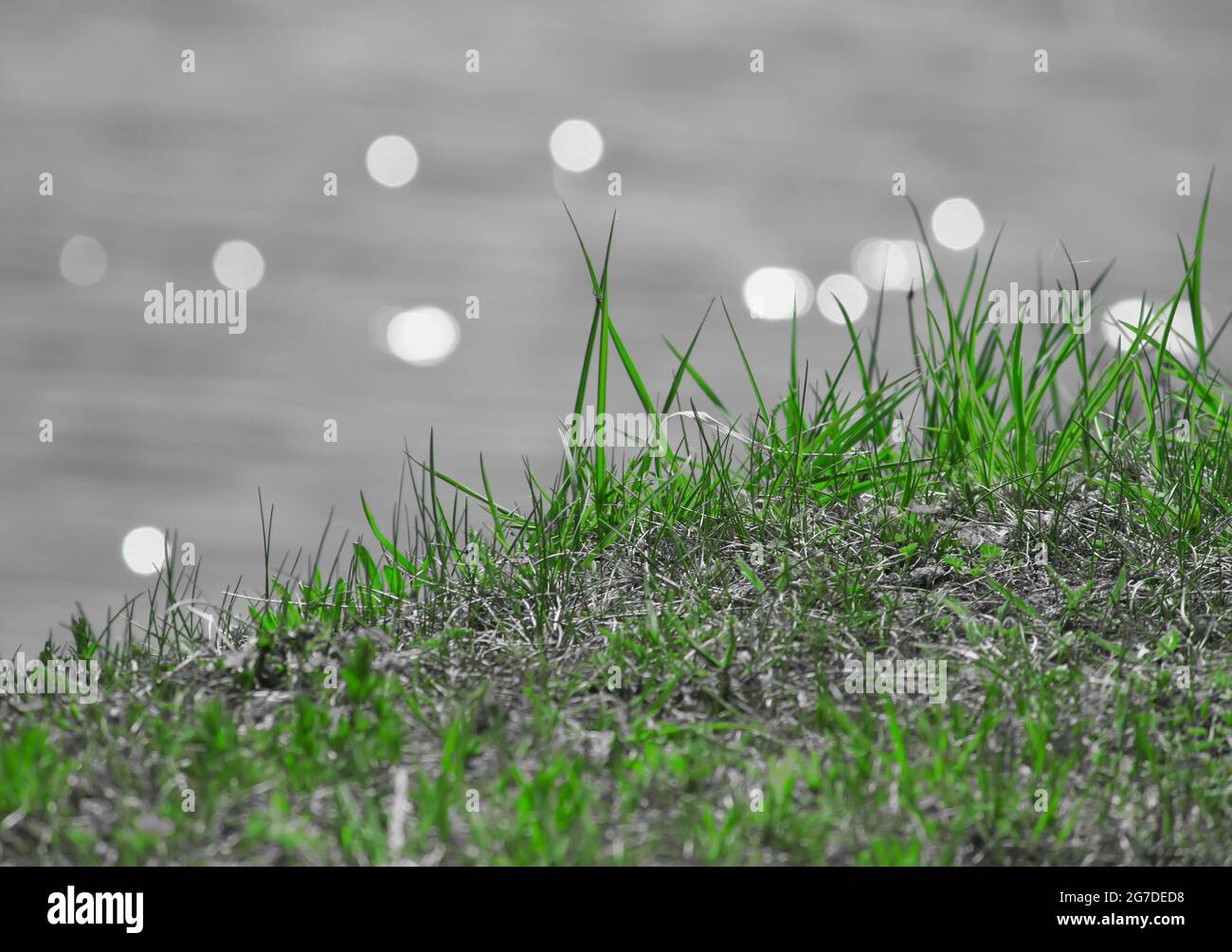 Fresh green spring grass on water background Stock Photo - Alamy