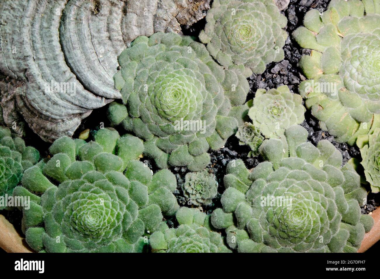 Aeonium closeup. Succulent plant background Stock Photo