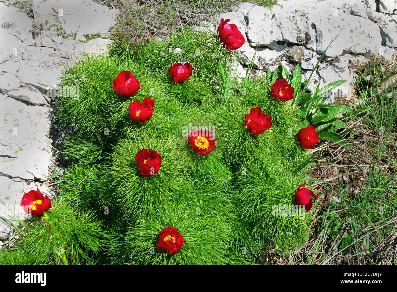 Beautiful red flowers grow in the mountains. Unusual purple plants on the  background of green grass on the hills Stock Photo - Alamy, image size:1300x956