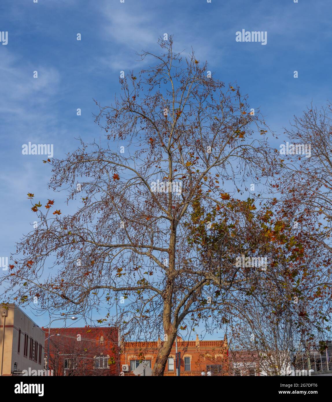 autumn has arrived orange and yellow leaves on a tree Sydney NSW ...