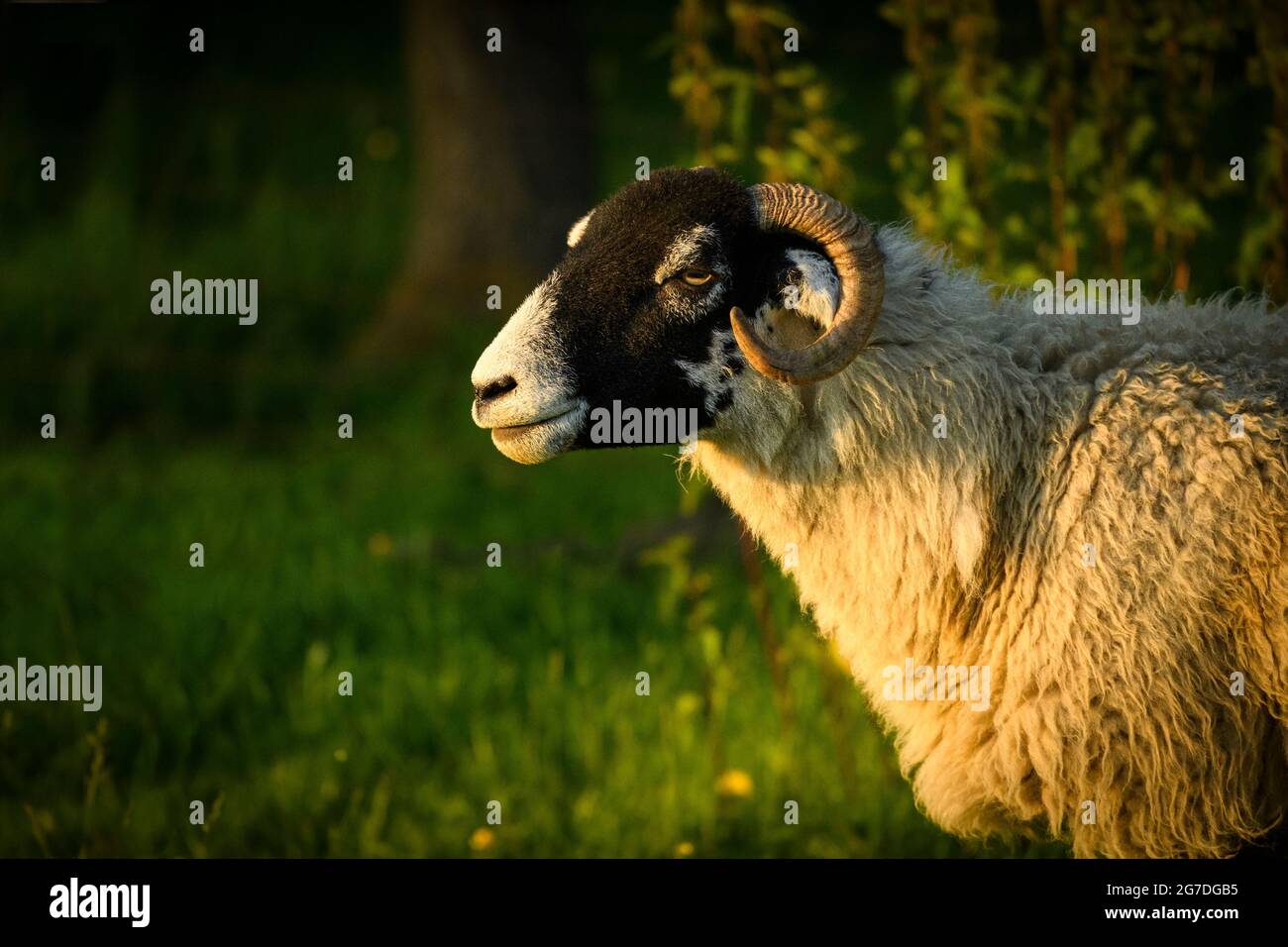 One adult Swaledale sheep stands in farm field in golden evening sunlight (head, face, shoulders, close-up, looking to left) - Yorkshire, England, UK. Stock Photo