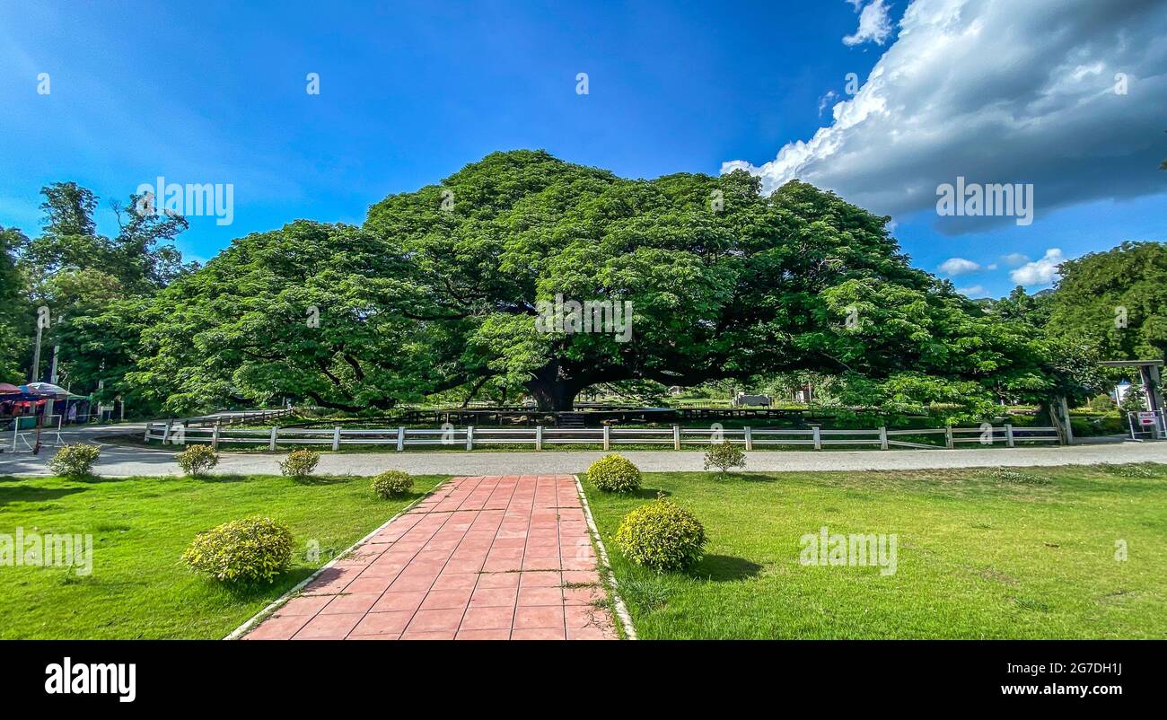 Giant Raintree chamchuri over 100 years old in Kanchanaburi, Thailand Stock Photo