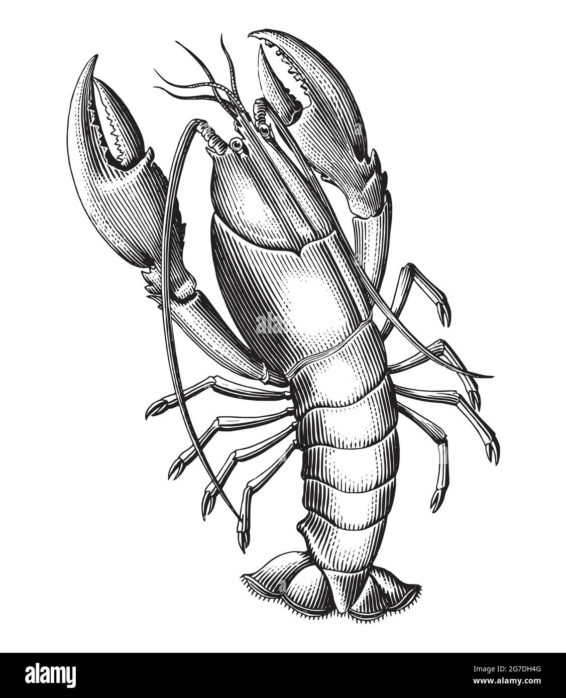 Lobster black and white Stock Vector Images Alamy