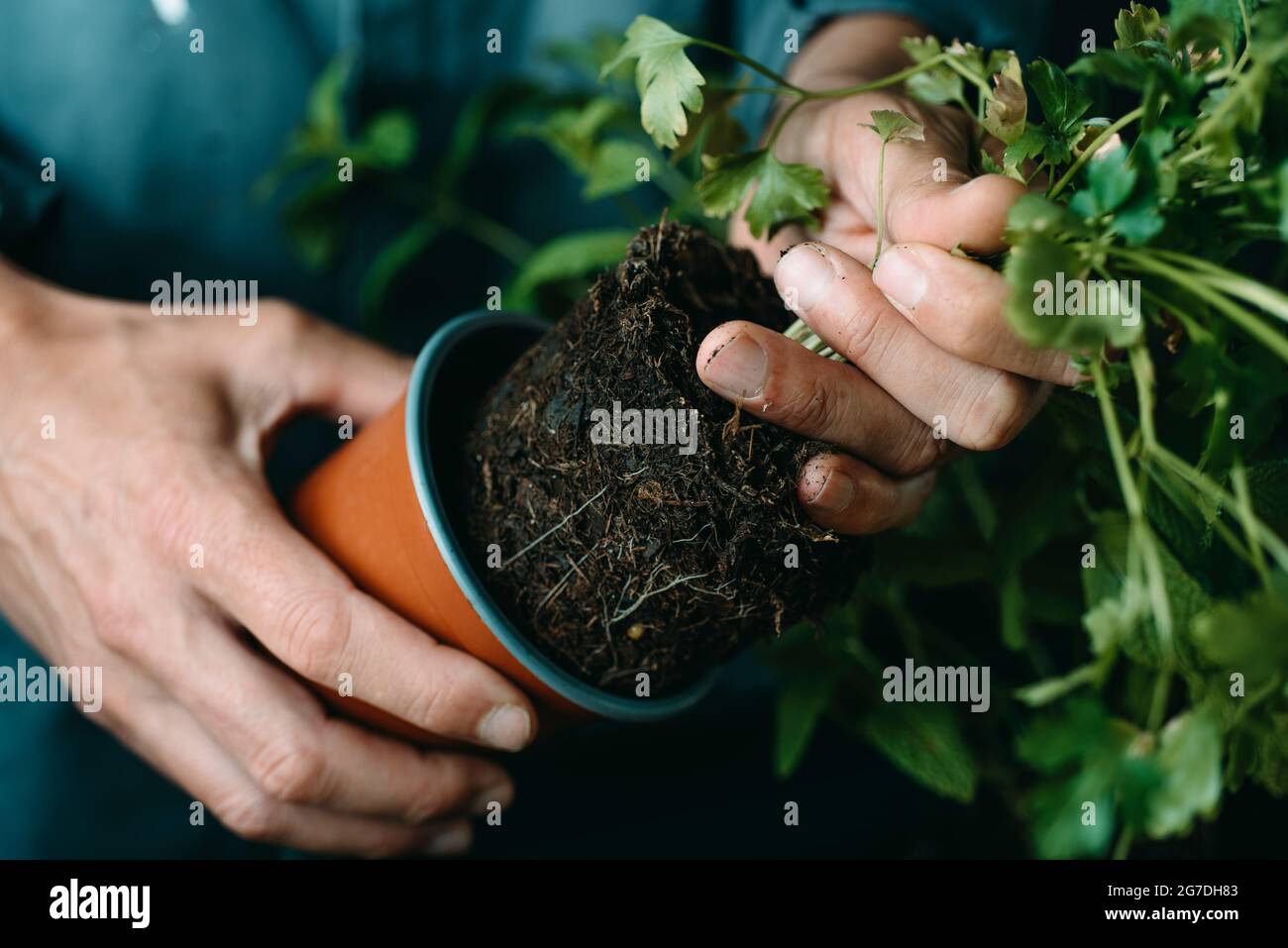 closeup of a caucasian man, in a gray working coat, taking a parsley plant out of its plastic flowerpot, to replant it Stock Photo