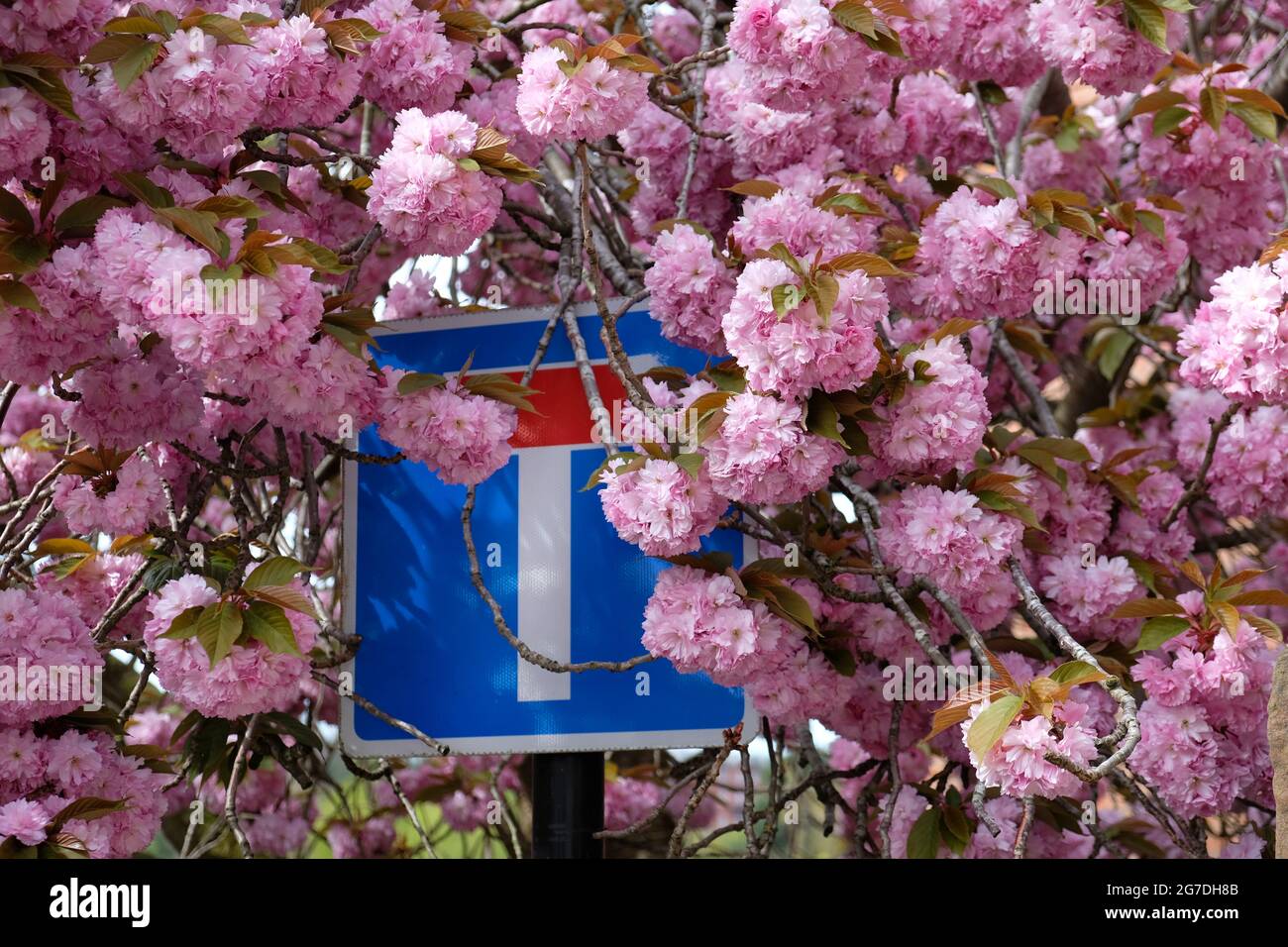 Masses of pink cherry blossom partially hide a 'no through road' sign in Crescent Lane, Shrewsbury, England, UK Stock Photo