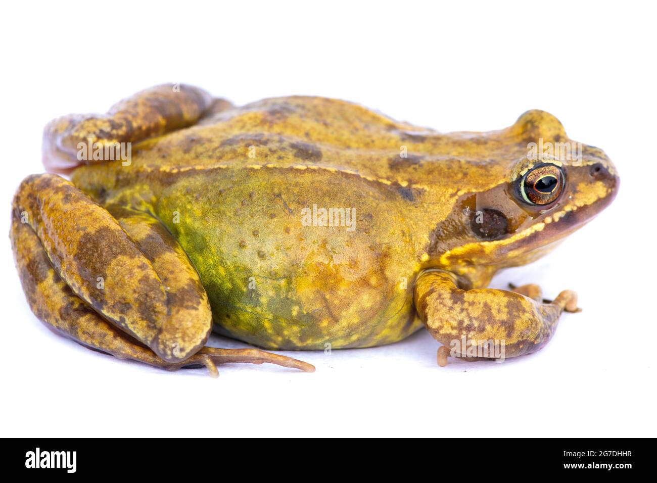Common Frog Rana temporaria Stock Photo Alamy