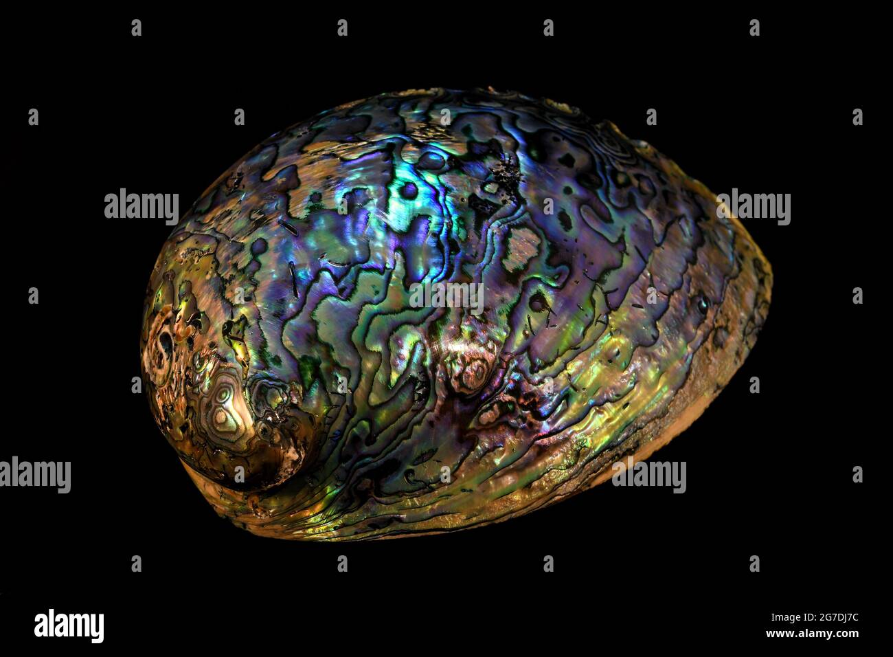 Abalone shell isolated on black background Stock Photo - Alamy