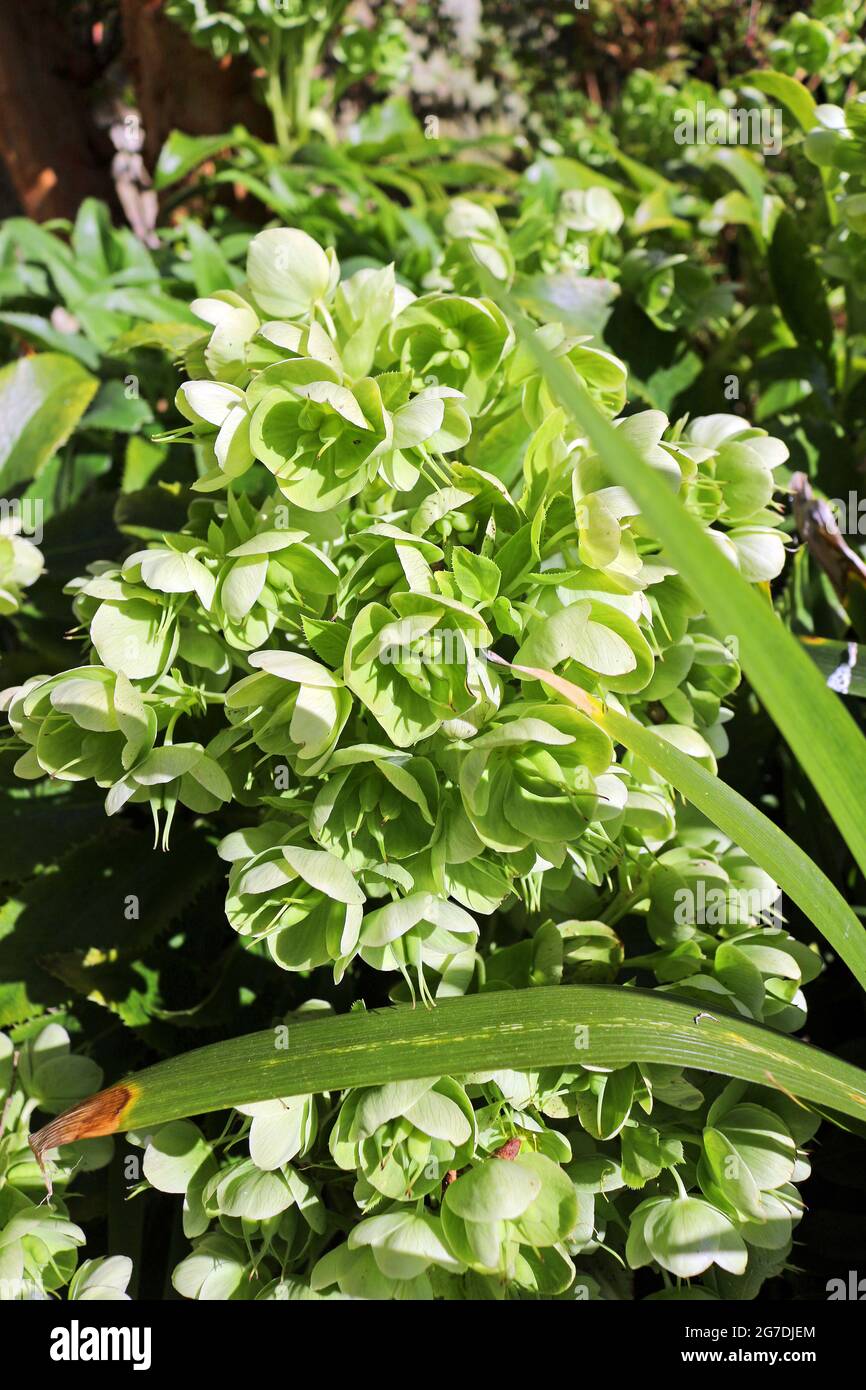 Green Hellebore or Helleborus Viridis Stock Photo