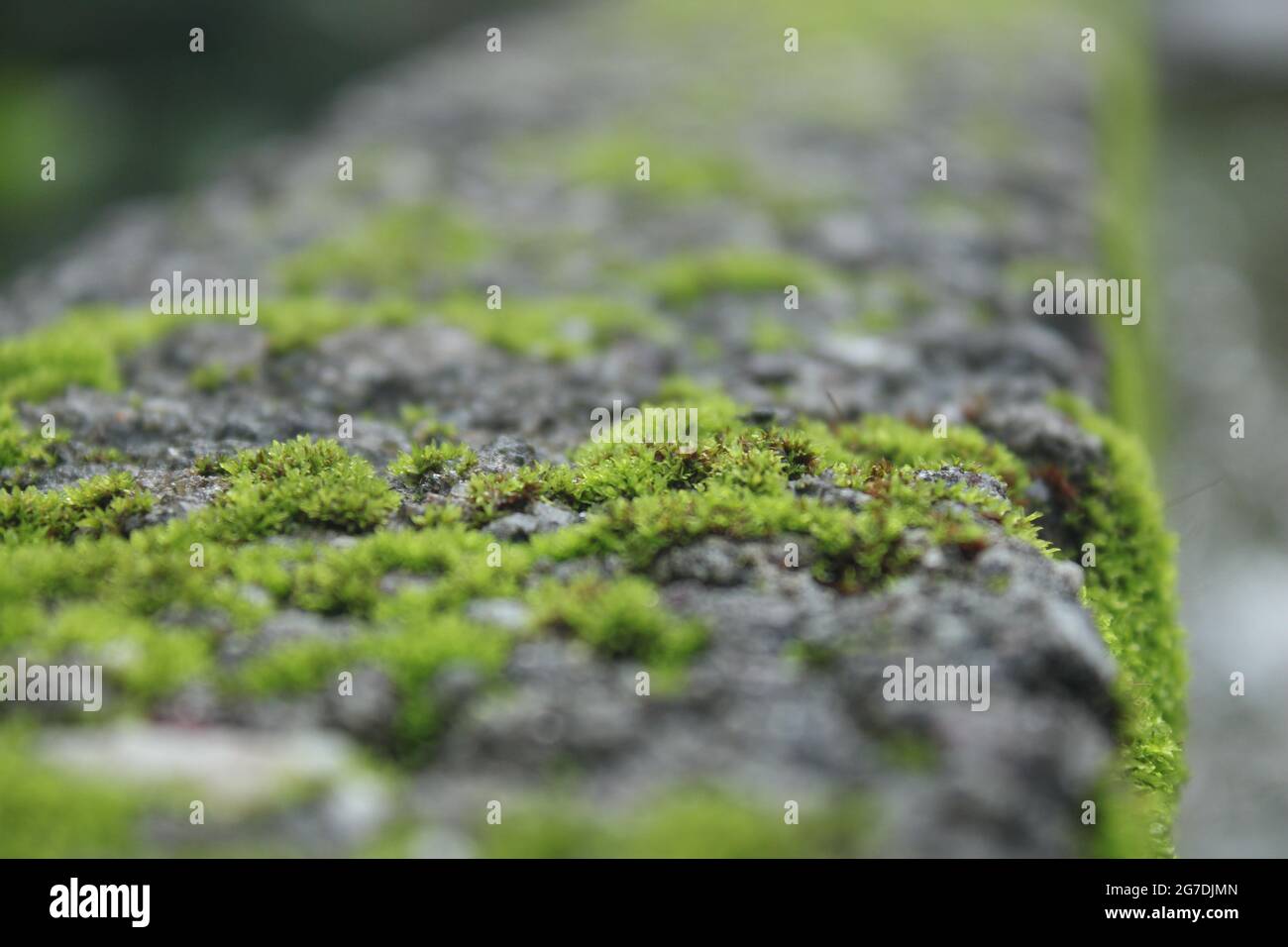 Full HD green algae or lawn Stock Photo