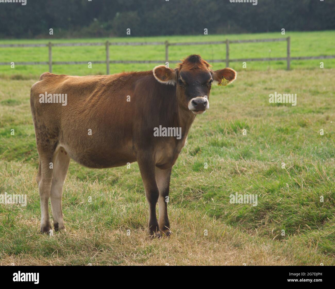 Jersey cow standing in green pasture hi-res stock photography and ...