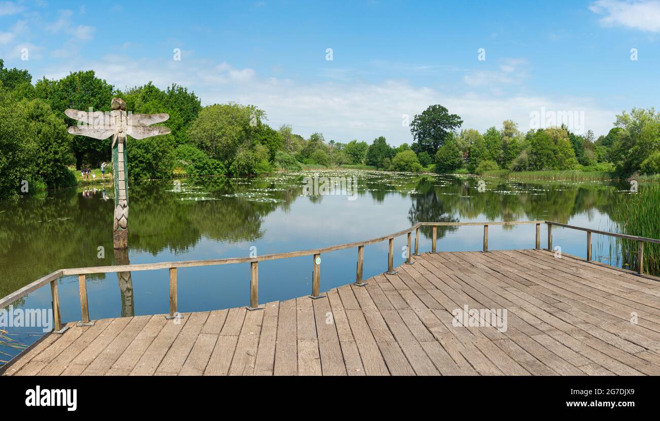 Wooden  viewing platform of the main lake at Moors Valley Country Park with wooden dragonfly in the calm water with reflections of sky and trees. Stock Photo