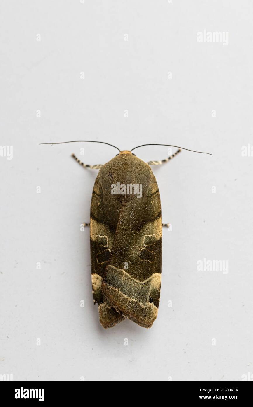 Broad-bordered Yellow-Underwing Moth (Noctua fimbriata) Stock Photo