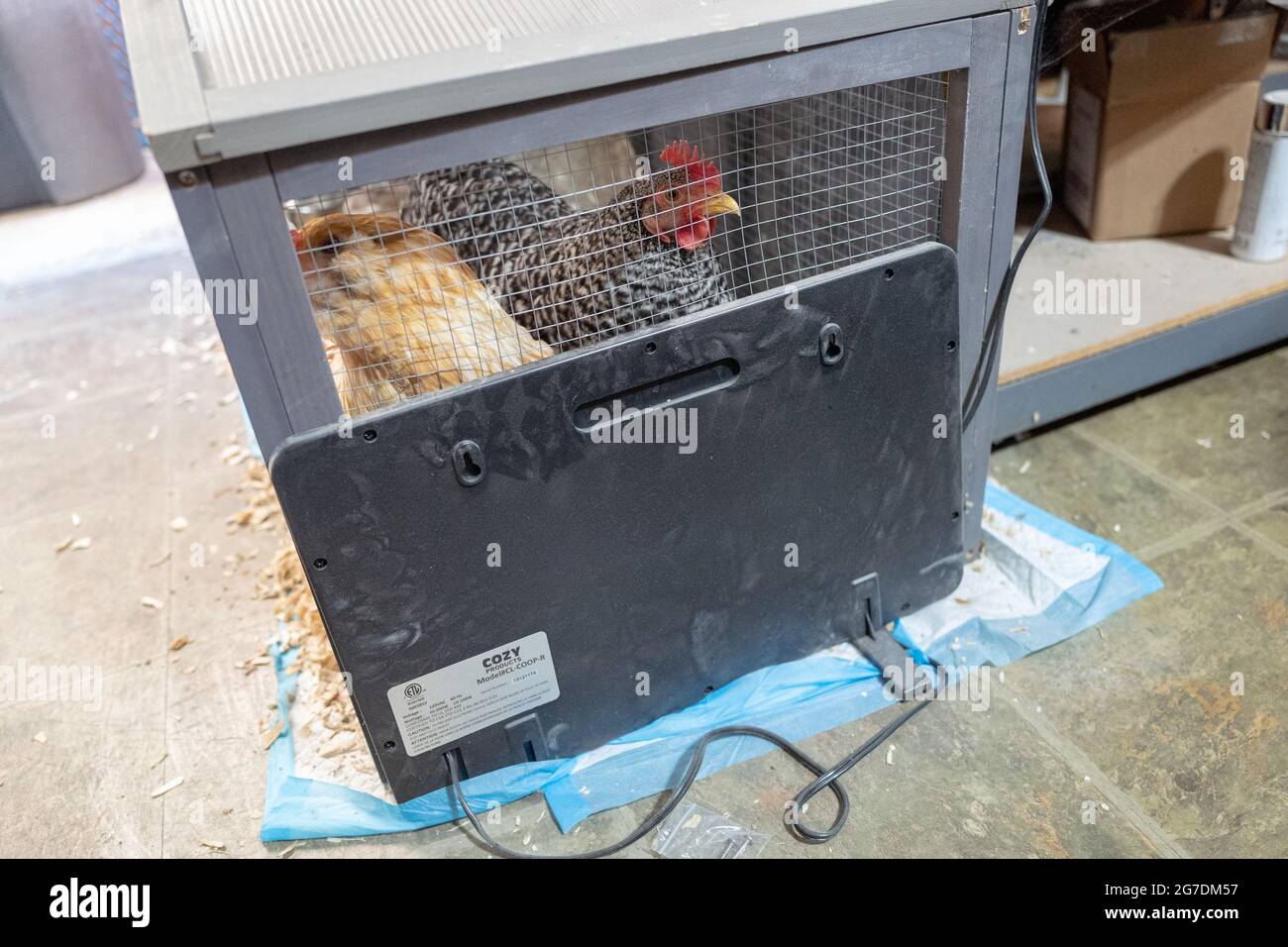 Cozy Coop heater installed onto a chicken coop with two chickens