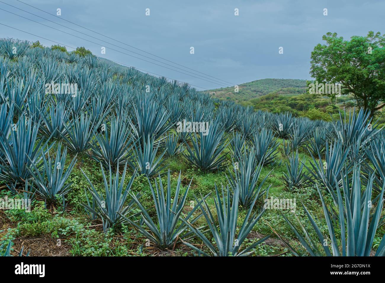 Plantation of blue agave in the field Stock Photo Alamy