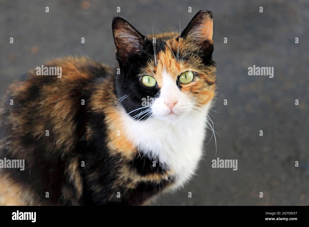 A Calico cat staring intently at the viewer. The tricolored Calico is almost always a female Stock Photo