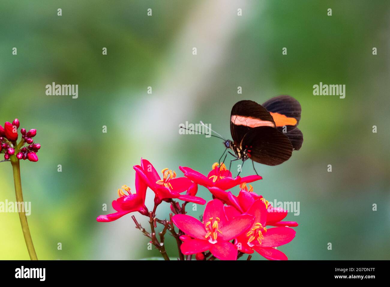 A Postman butterfly feeding on nectar from a pink flower. Tropical butterfly in a garden. Stock Photo