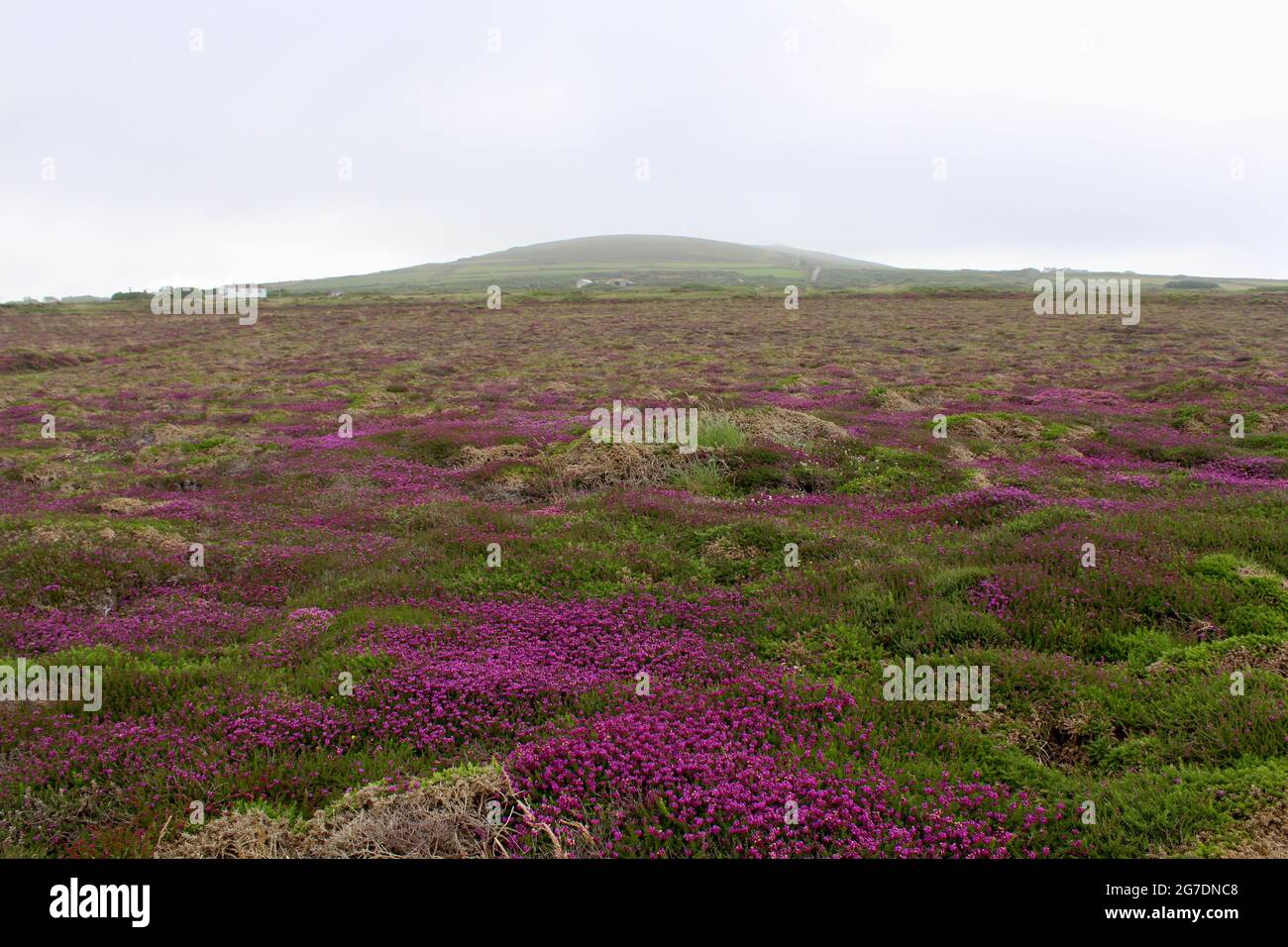 St Agnes Beacon from the South West Coastal Path with flowering heather in the foreground. Stock Photo
