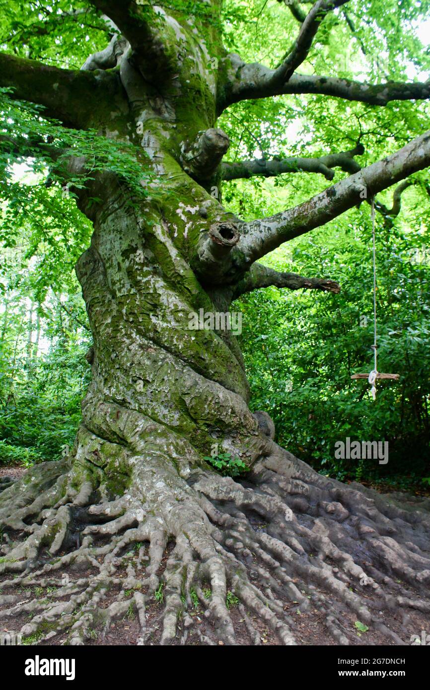 The twisted trunk of a beech tree in Tehidy Country Park , Cornwall, England. Stock Photo