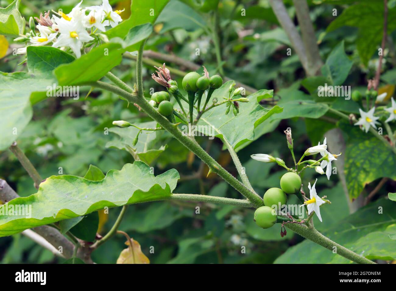 pea eggplant and flowers on the tree in the farm, blurry green leaves background. Stock Photo