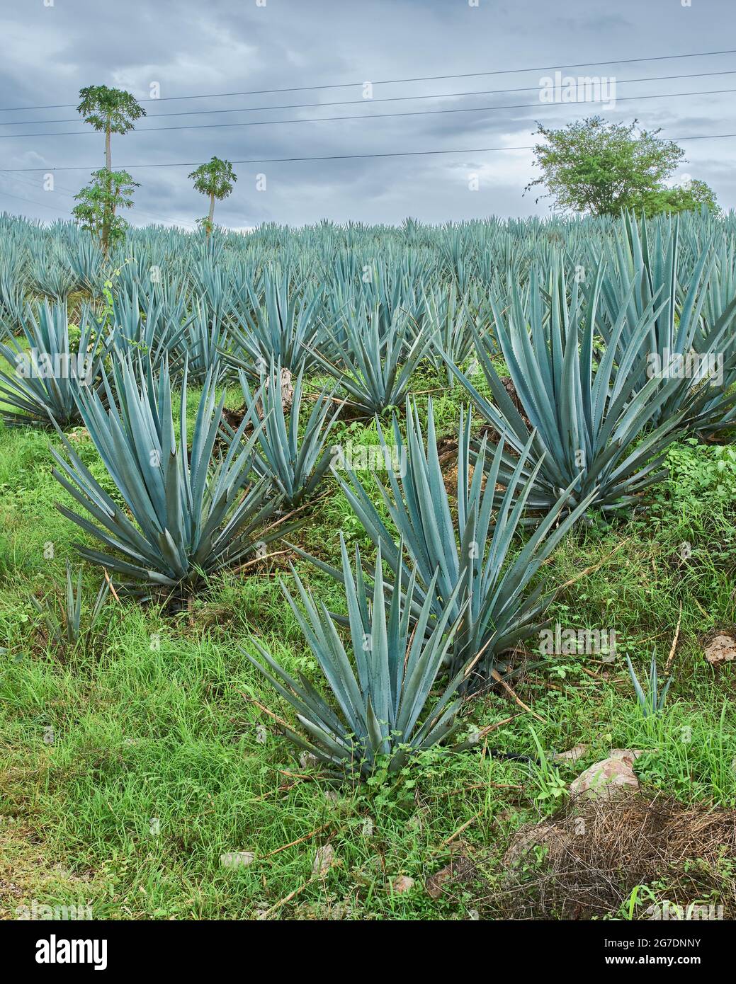 Plantation of blue agave in the field Stock Photo Alamy
