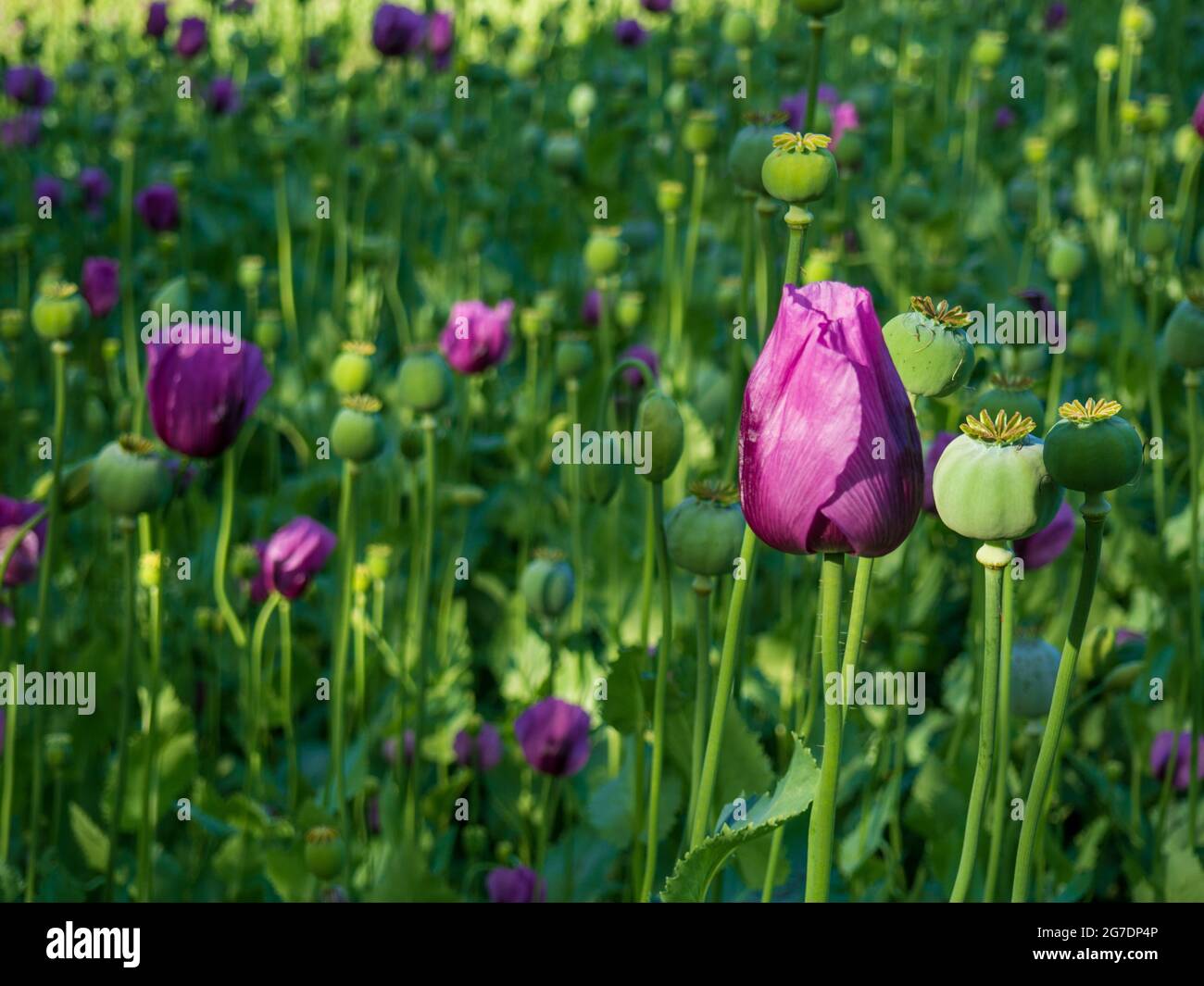 Beautiful violet color poppy hi-res stock photography and images - Alamy