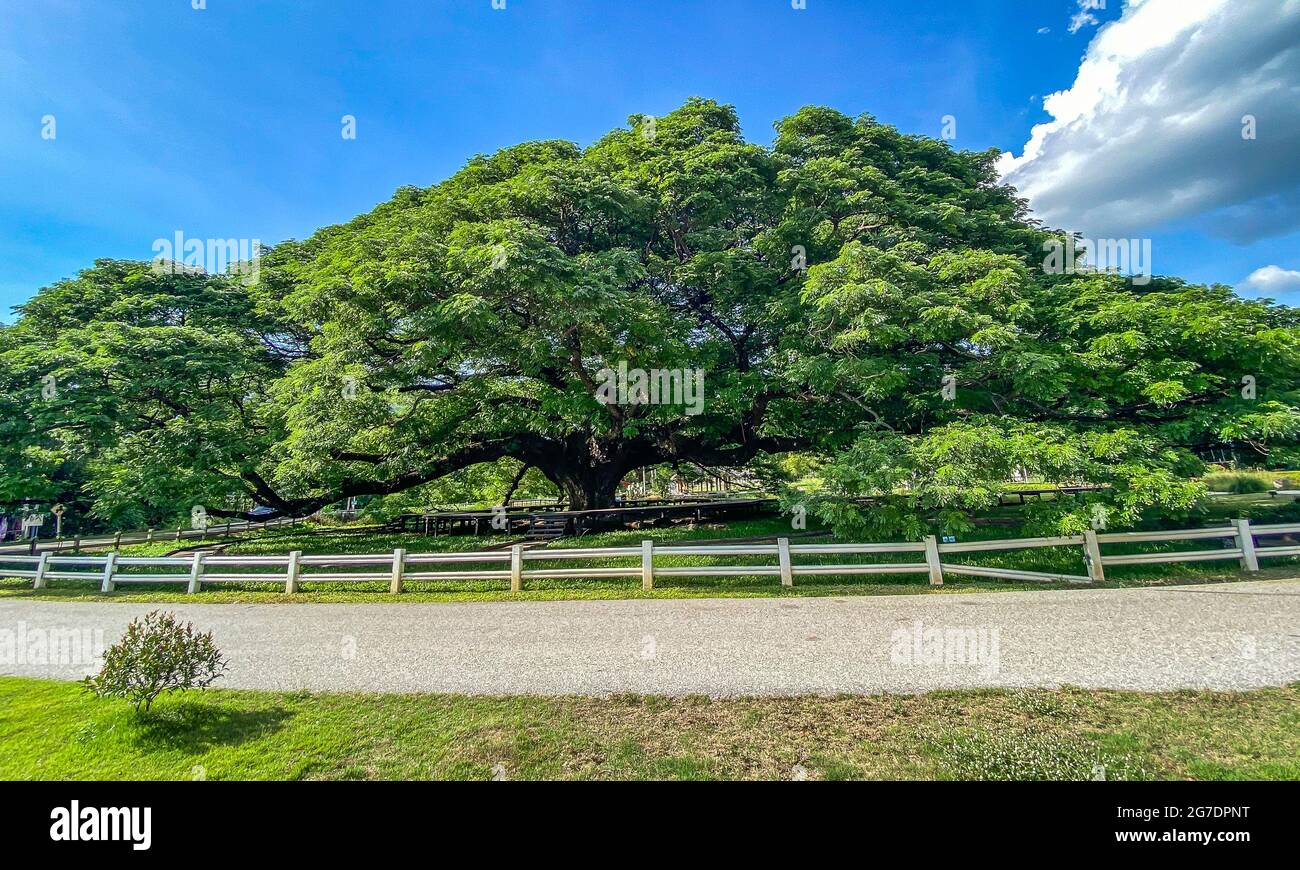 Giant Raintree chamchuri over 100 years old in Kanchanaburi, Thailand Stock Photo