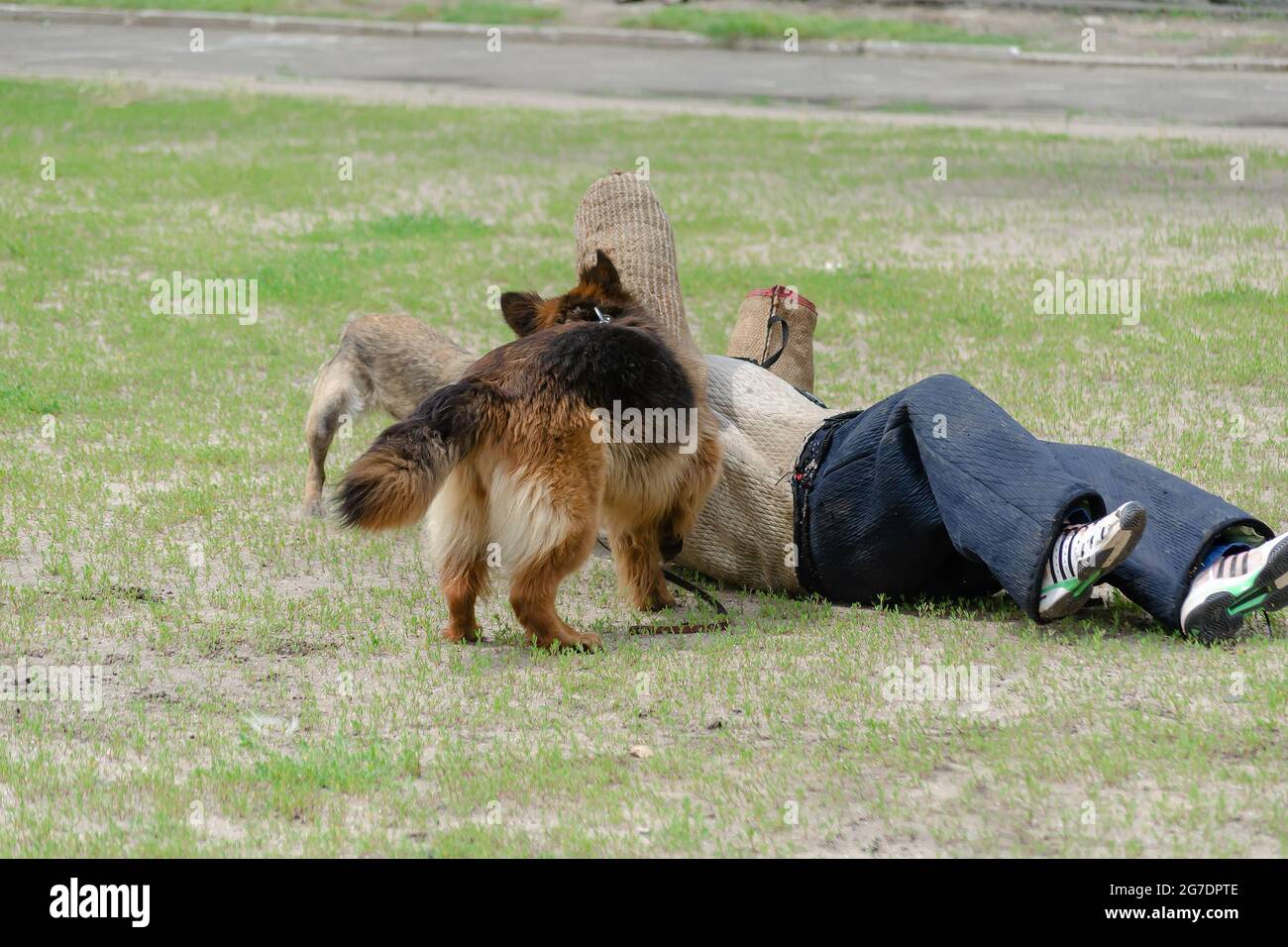 Belgian malinois and german shepherds hires stock photography and