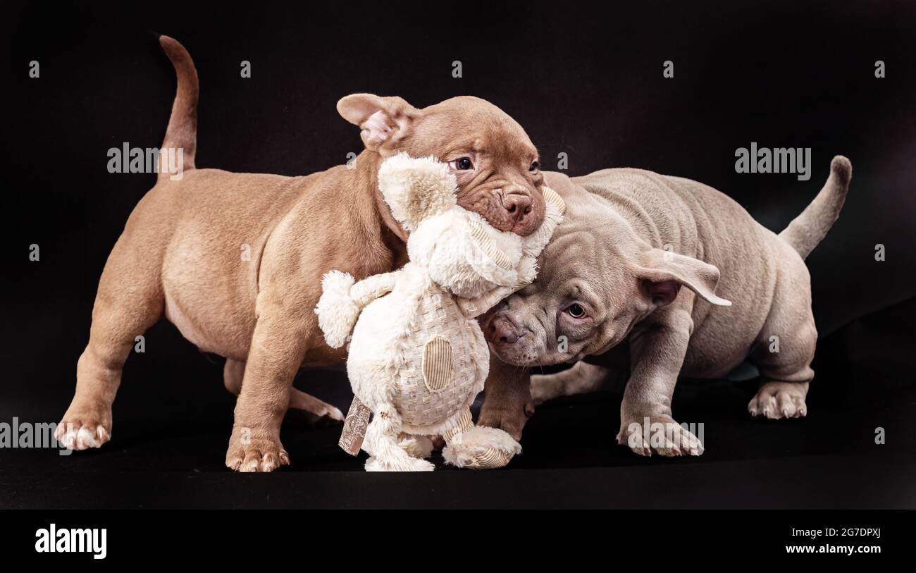 Two purple and brown American bully puppies with uncut ears play