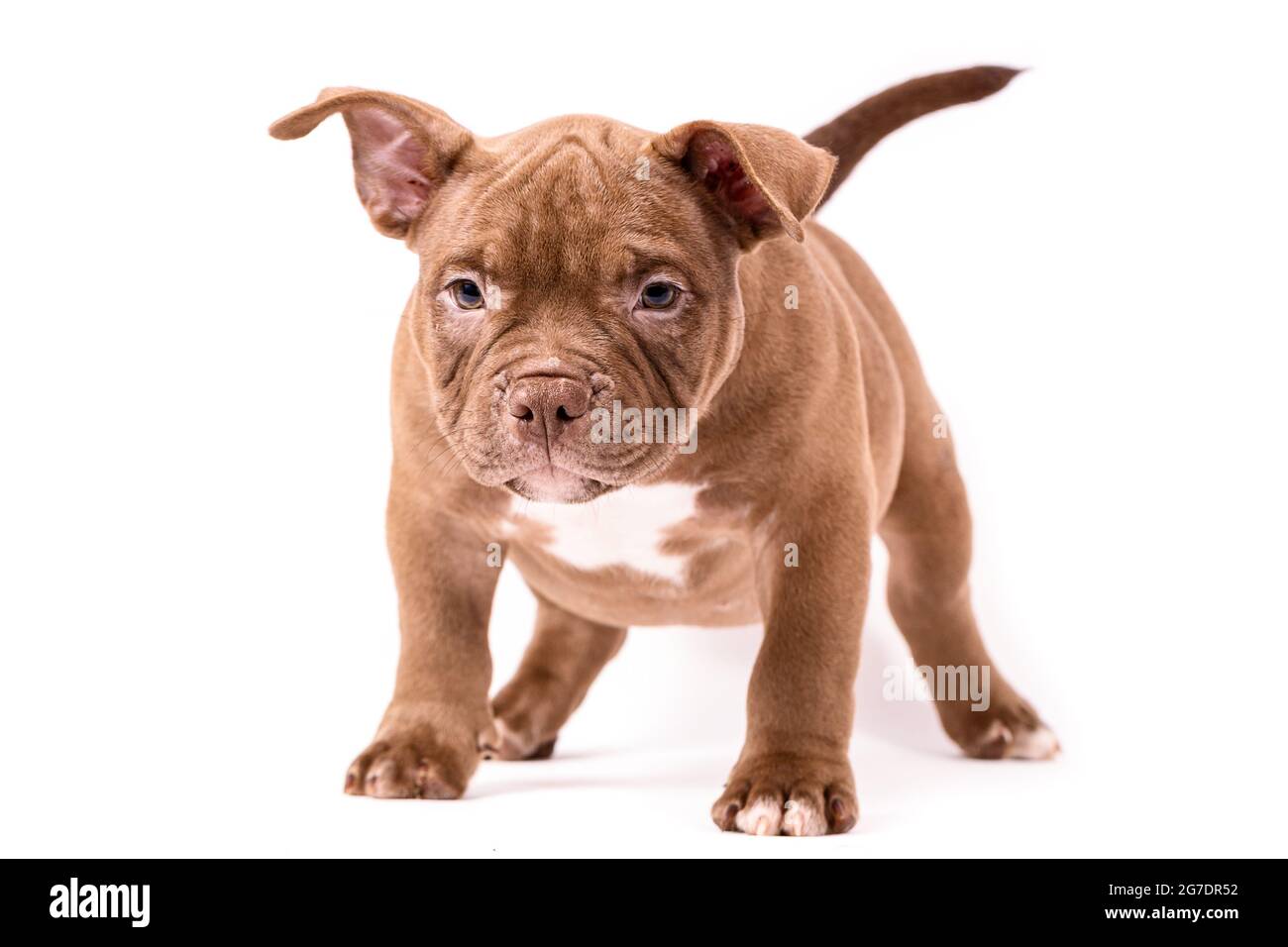 brown bully pitbull puppies