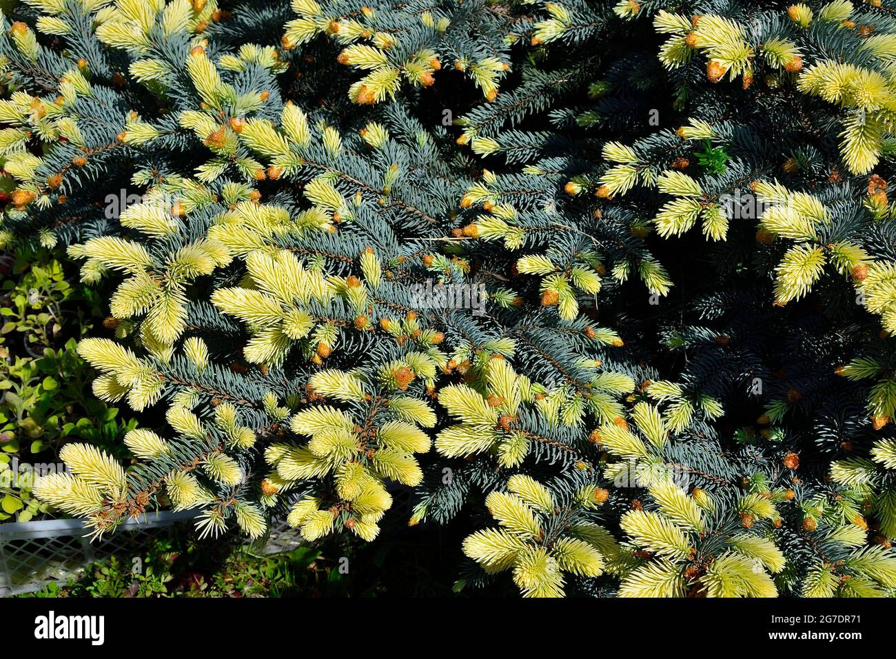 Prickly spruce Picea pungens Maigold branches with unusual beautiful golden fluffy needles of spring sprouts. Beautiful rare evergreen conifer for lan Stock Photo