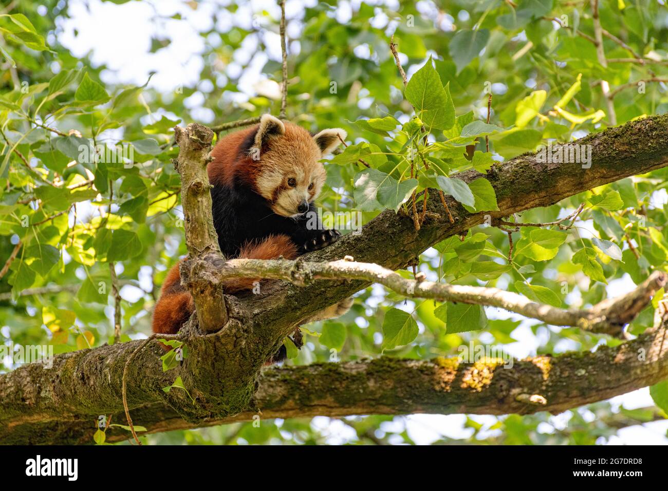 portrait of a red panda in a tree Stock Photo