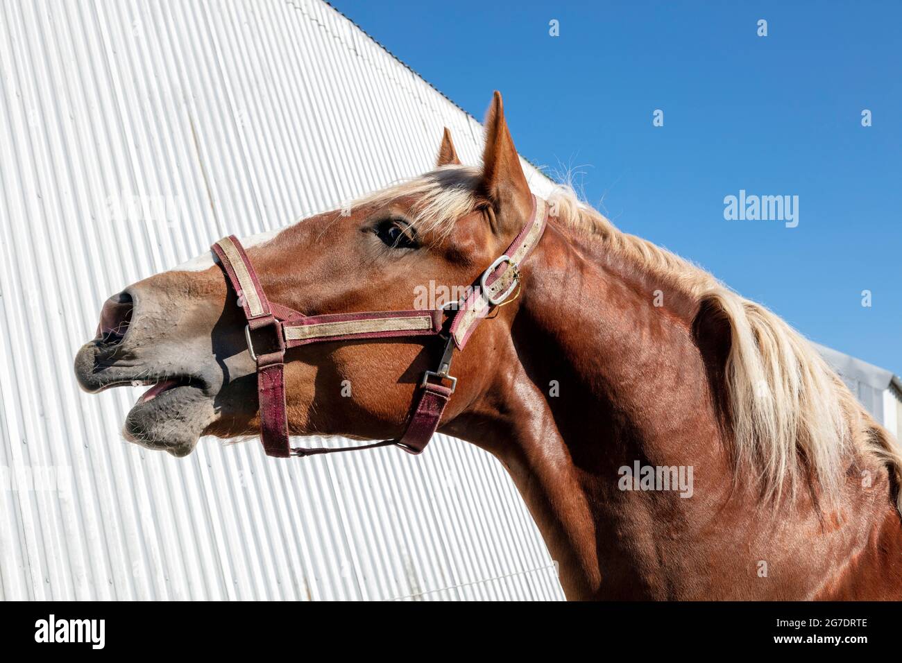 1,200+ Draft Horse In Bridle Stock Photos, Pictures & Royalty-Free