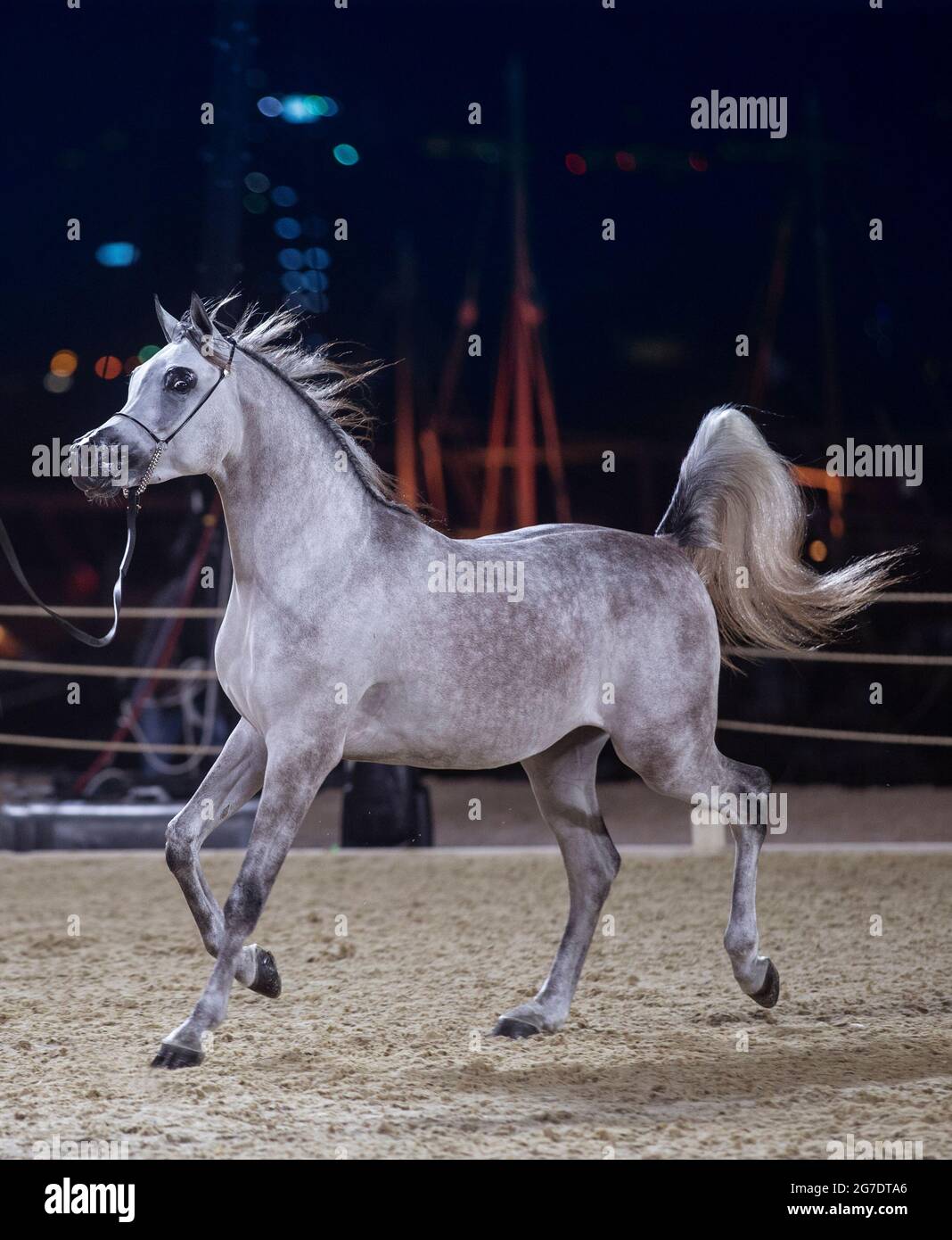 Pure Arabian horse - QATAR Stock Photo