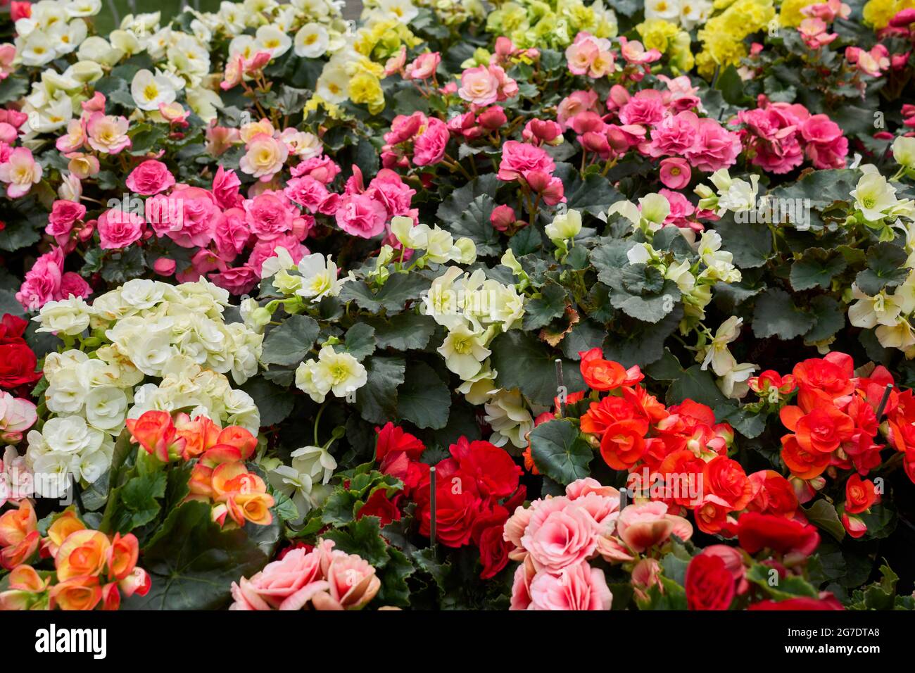 Begonia elatior colorful flowers Stock Photo