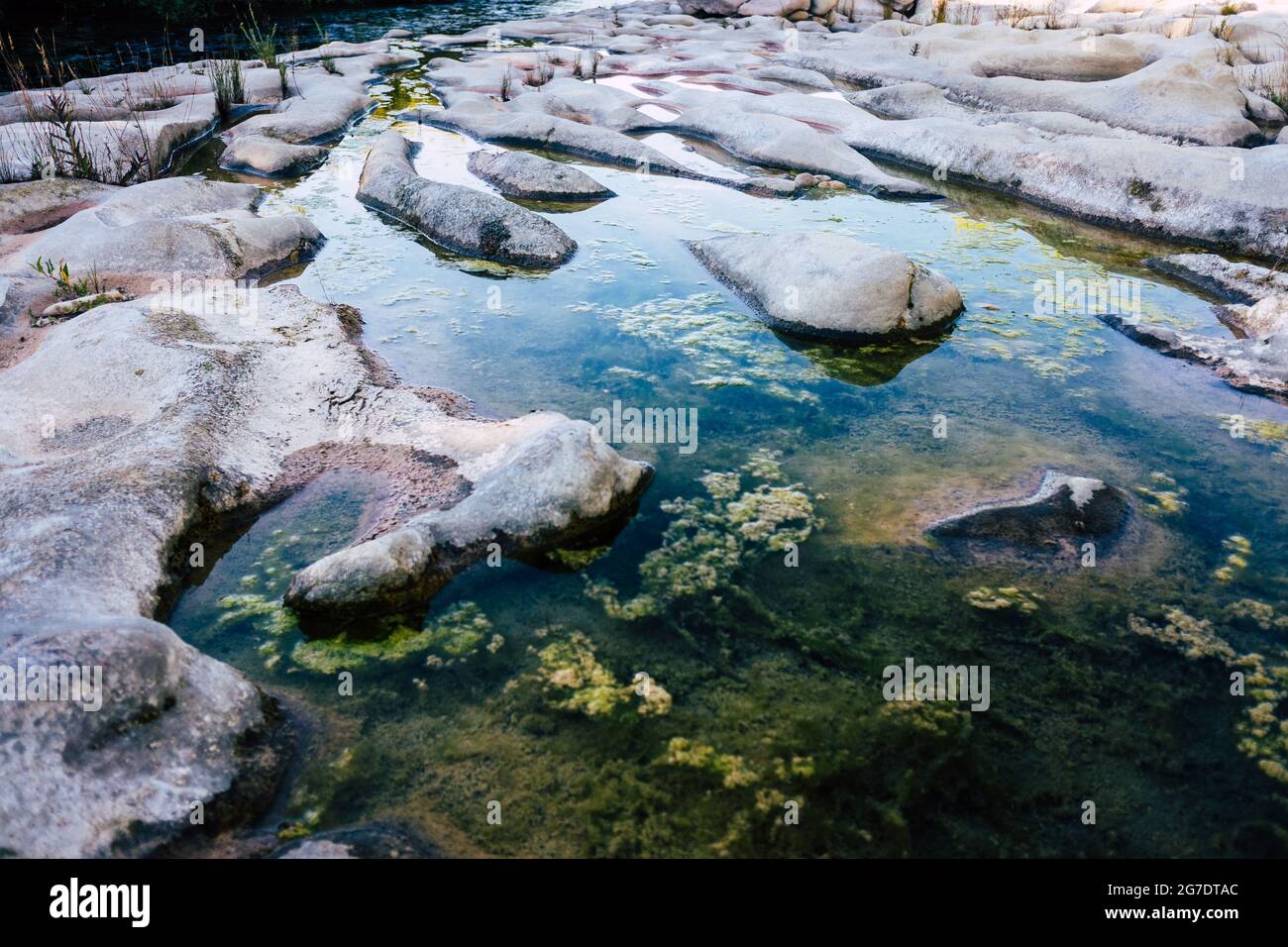 Algae grow on the bedrock of a dry river producing eutrophication Stock