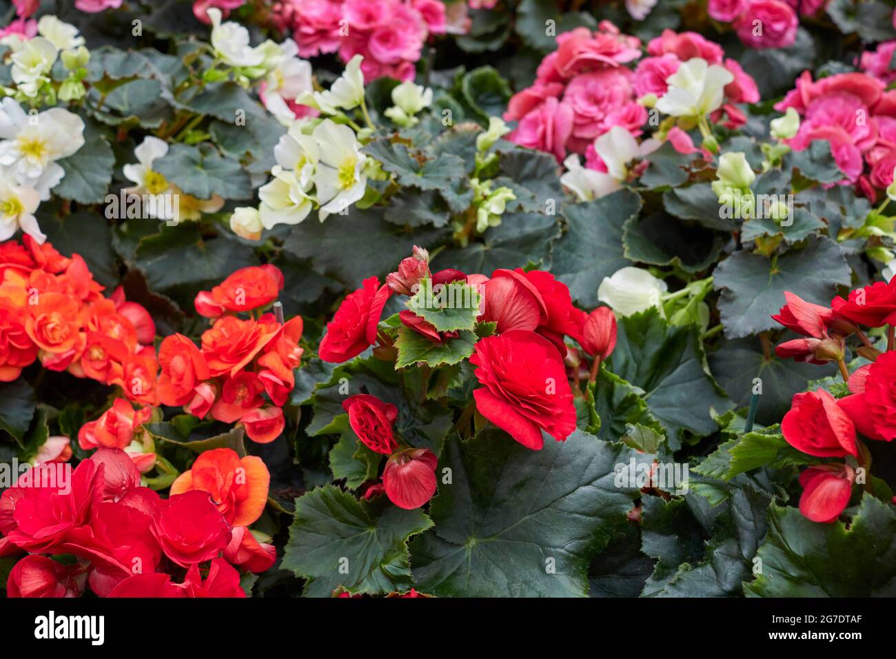 Begonia elatior colorful flowers Stock Photo