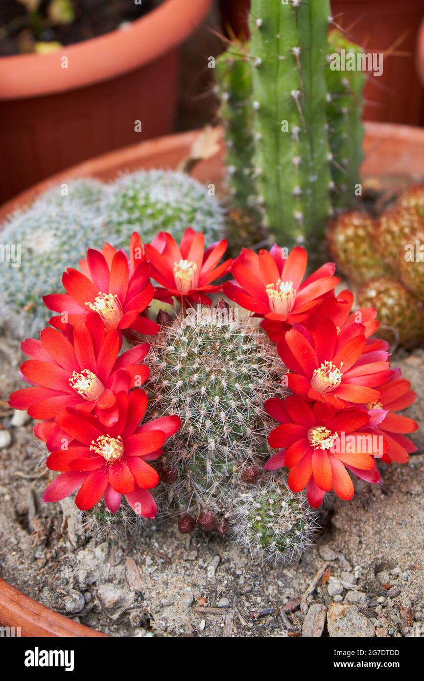 red flowers of Rebutia fiebrigii cactus Stock Photo