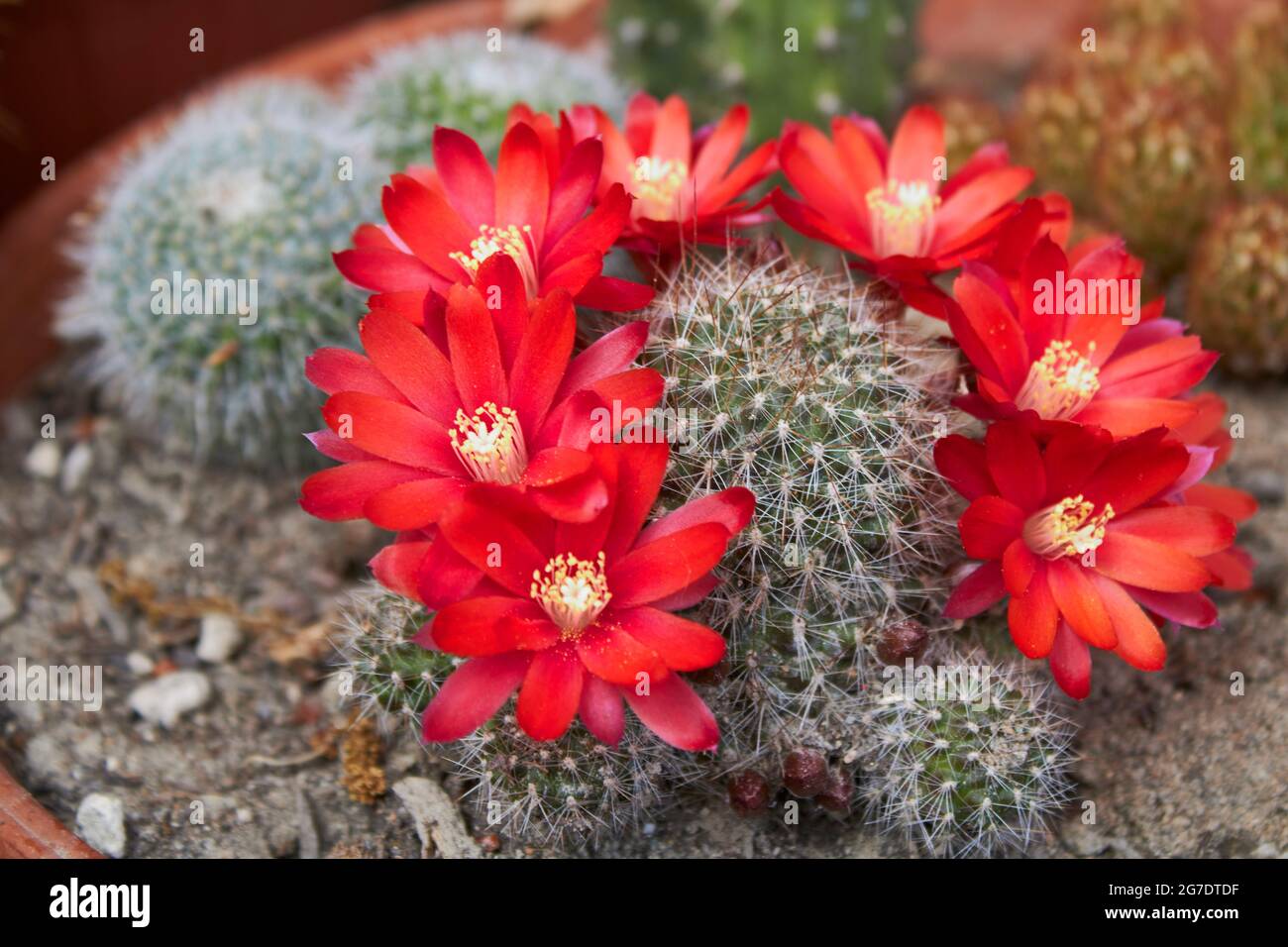 red flowers of Rebutia fiebrigii cactus Stock Photo