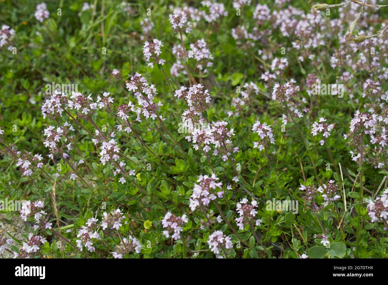 lilac inflorescence of Thymus serpyllum plant Stock Photo Alamy