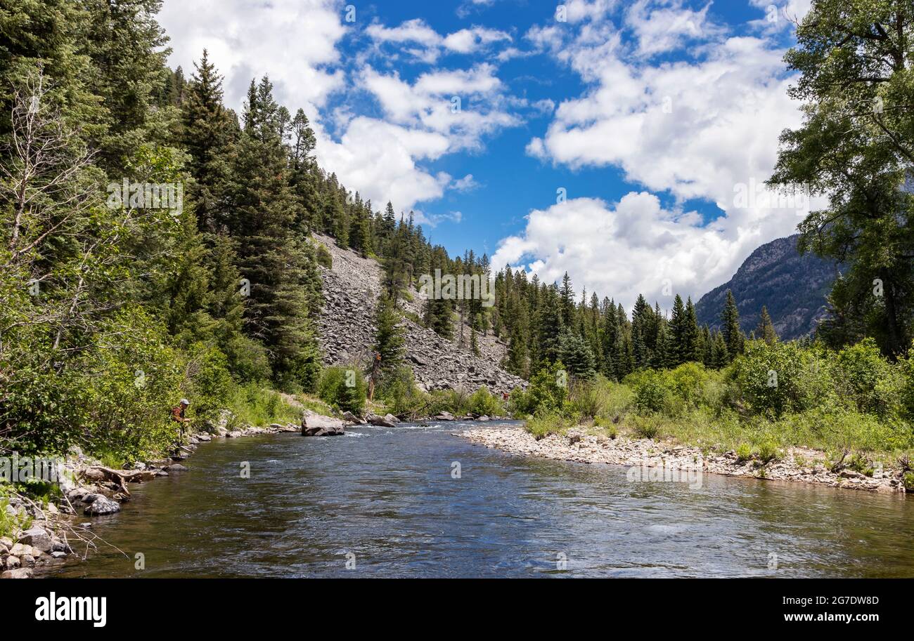 Image of a fly-fisherman on the Los Pinos river in the Weminuche ...