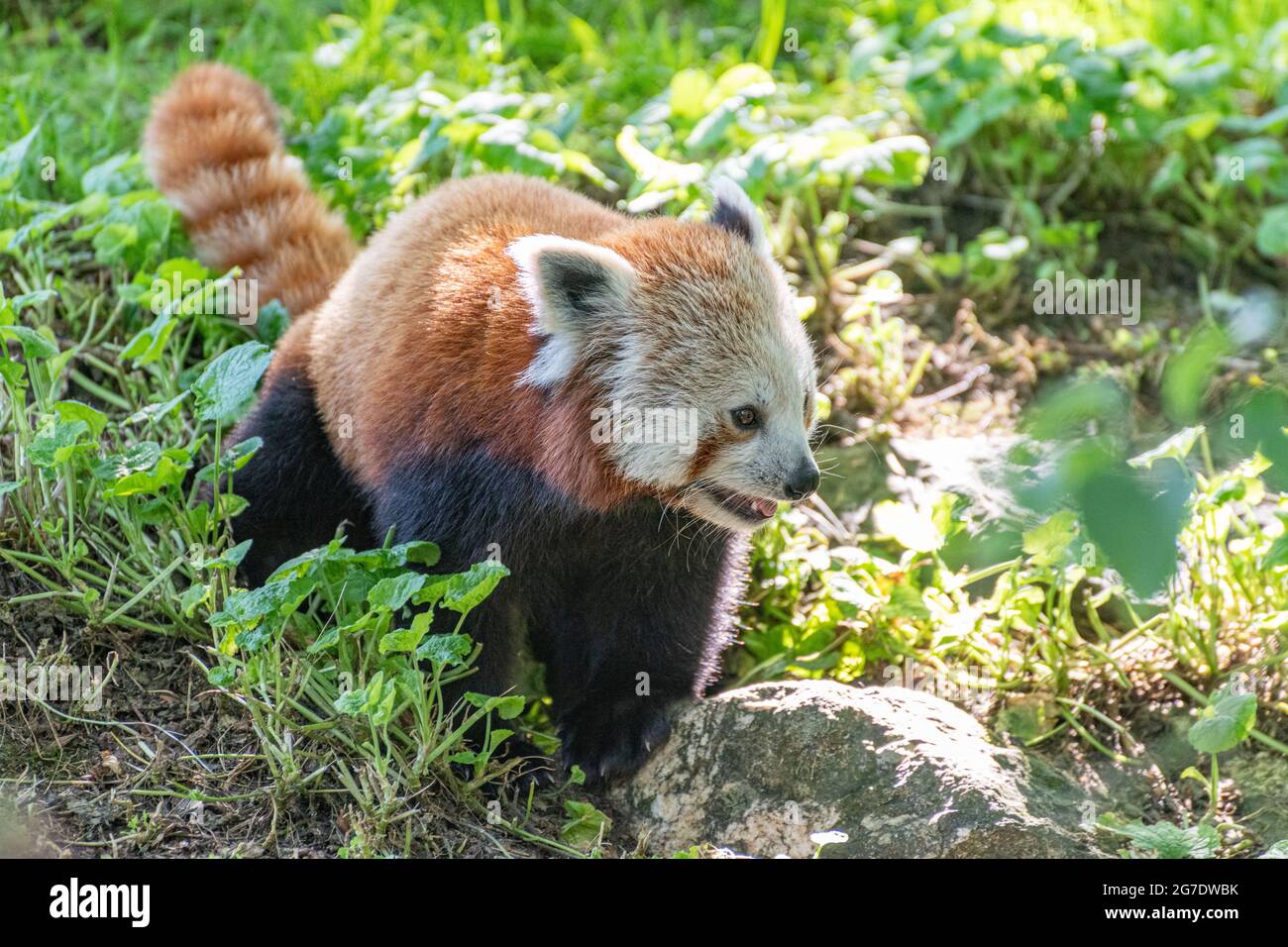 side portrait of a red panda on the ground Stock Photo