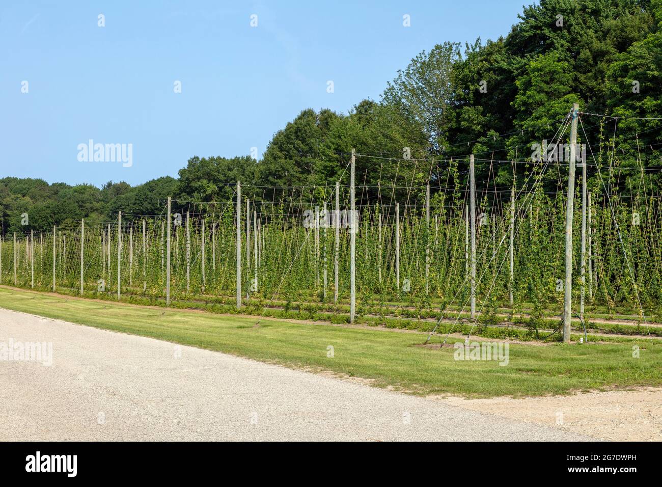 Hops farm, Indiana, USA, by James D Coppinger/Dembinsky Photo Assoc Stock Photo
