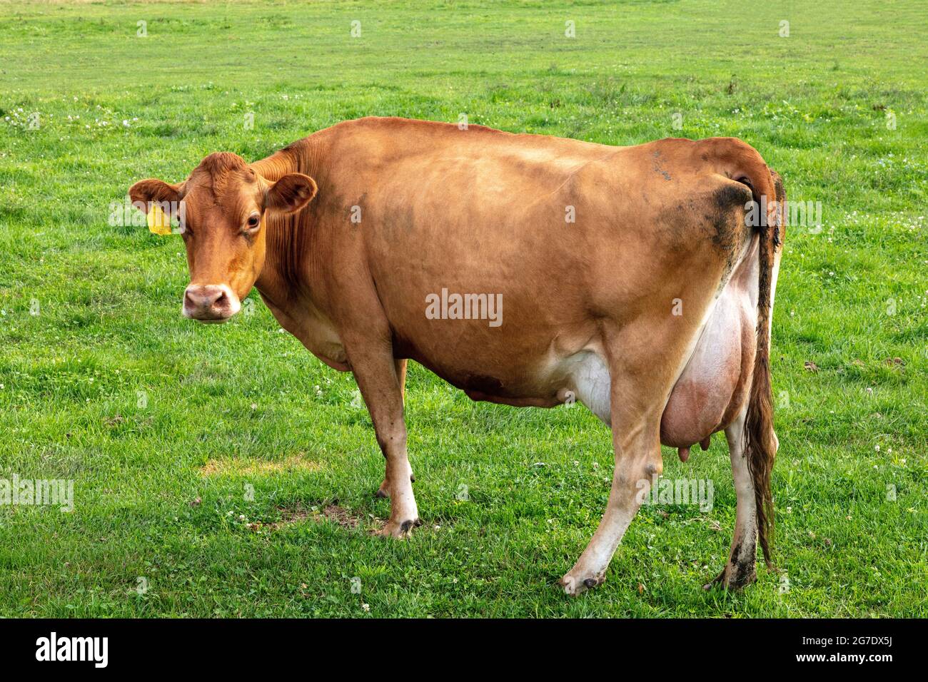 Jersey Cow in pasture, Amish farm, Summer, Indiana, USA, by James D
