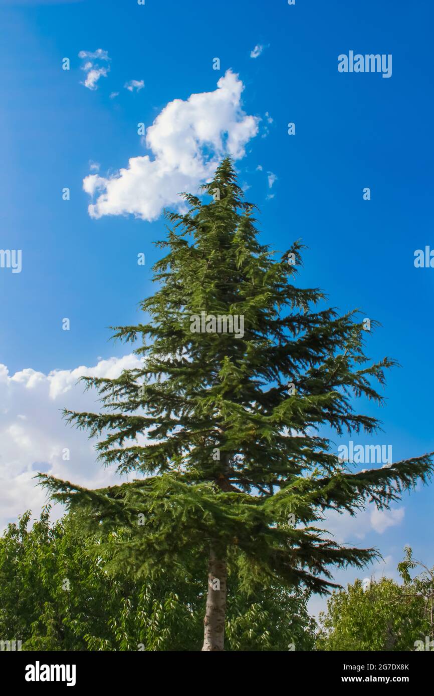 Tall pine tree on cloudy blue sky background. Nature background photo ...